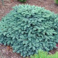 Ель колючая Вальдбрун (Picea pungens Waldbrunn)