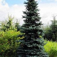 Ель колючая Ольденбург (Picea pungens Oldenburg)